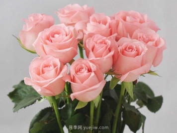 戴安娜玫瑰-戴安娜玫瑰是属于香槟玫瑰？戴安娜玫瑰是属于？