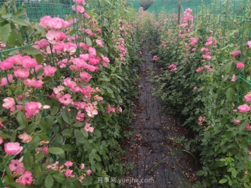 中国城市园林的现状以及发展前景分析！