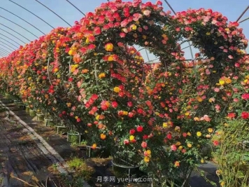 绿化苗木越大越好卖？是这样吗？