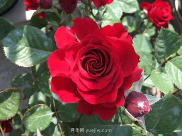 日蚀王阳台月季的优缺点是什么？