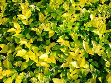 金叶女贞生长期为何会出现黄叶？