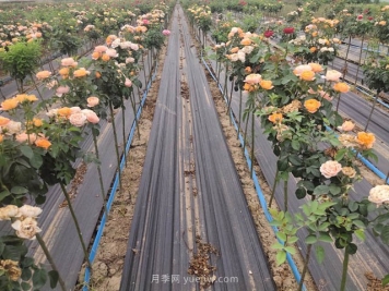 苗木假植与真植一样重要吗？