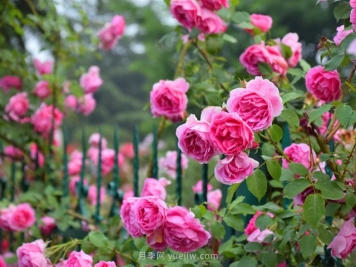 月季名园：临沂书法广场月季园