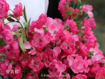 月季等10个常见花卉的科普百科