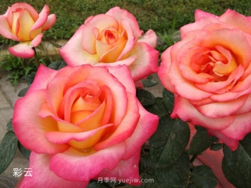 爱不起来的4种花卉，包含月季，缺点多于优点