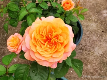 立秋后，苗木除草要注意这些！