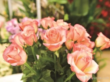 切花玫瑰‘金辉’