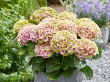 扦插绣球小苗的办法，做好4点盆盆开花