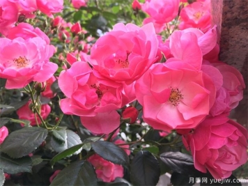 阳台种藤本月季