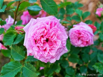 月季也贪吃，给他美食，不用再发愁养不好月季