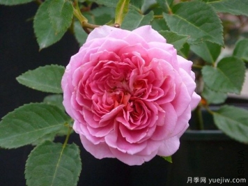 法国礼服月季是藤本月季吗？