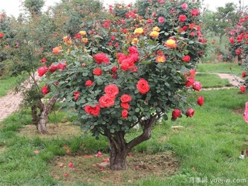 树型月季花嫁接哪个品种好？