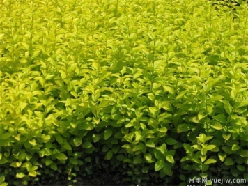 草坪害虫的特点与防治