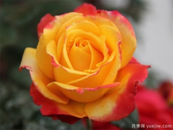 各国玫瑰花的传说