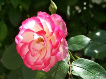 月季花的作用和价值：药用食用和观赏价值