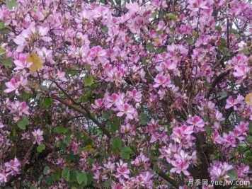 南方城市道路两边的观花主力军！