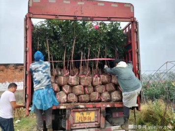 秋季树状月季月季上市，发往山东