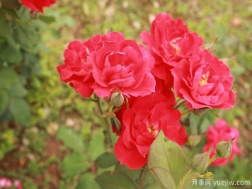 山东大花月季成长期的正确施肥技巧！