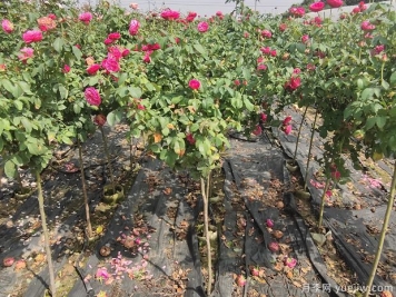 南阳2公分棒棒糖月季的好品种，遥远的鼓声推荐给花友们