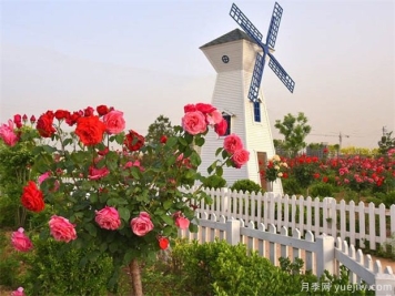 月季花被大量种植在绿化带，3个真实原因出乎意料