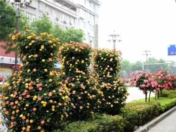 园林绿化工程中月季设计原则