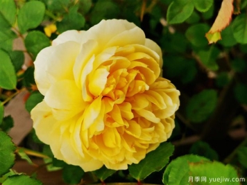 诗人的妻子，如同诗人一般浪漫的月季存在