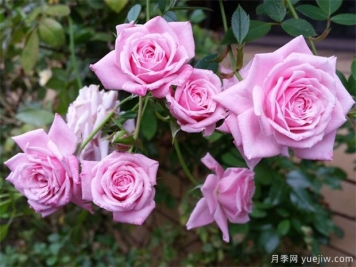 月季花可以泡水喝吗？月季花的功效与作用