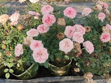 修剪微型月季要遵守哪些修剪技术要点？