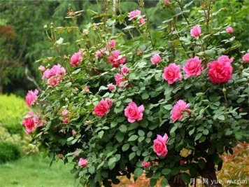有了树状月季，繁花似锦不再仅仅只是一句话~