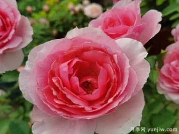 旋转香水月季的优缺点是什么？