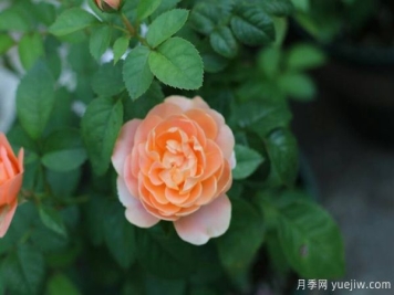 南阳说月季之果汁阳台