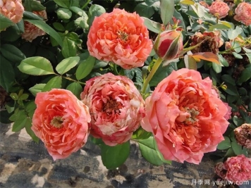 修剪方法对提高月季产量重要性