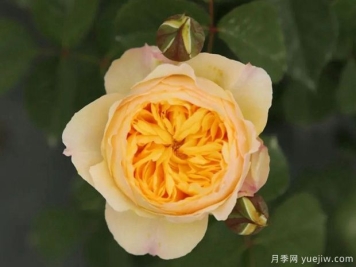 雀啾月季，天狼新品，金黄的颜色给人温暖阳光的感觉