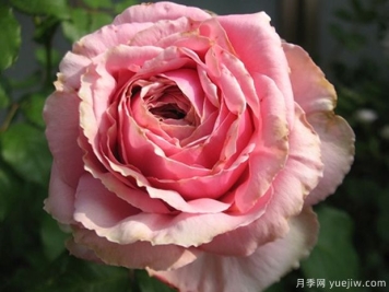 新礼服月季/漂亮的裙子月季