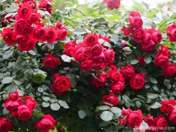 夏季藤本月季怎么样浇水不影响根部