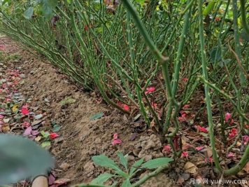地栽月季遇到连续下雨怎么养护管理？