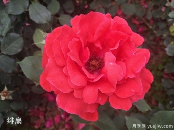 不同规格的大花月季，几种的品种介绍