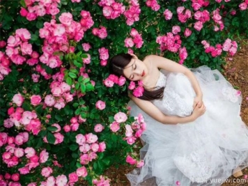 藤本月季按照开花习性可以分为两大类