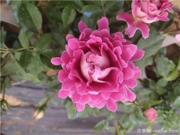 秋冬适合栽种哪些苗木？