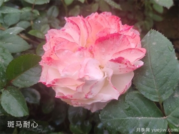 种植树状月季苗用什么土比较合适呢？