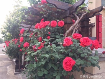 树状月季要怎样修剪才能越长越好？