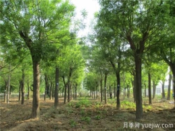 国槐小苗生长快又粗有何技巧