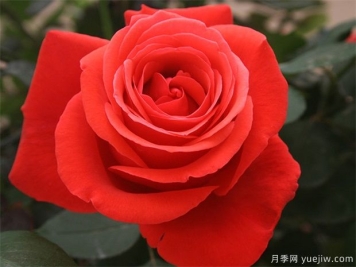 推荐花香花大的大花月季十大品种