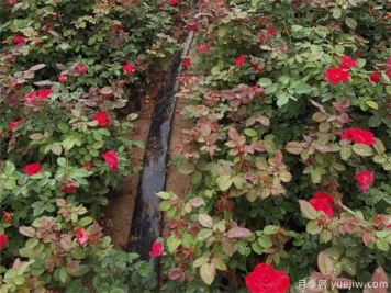 盆栽月季花，冬季要怎么管理？