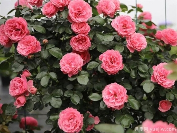 藤本月季和灌木月季怎么区分？