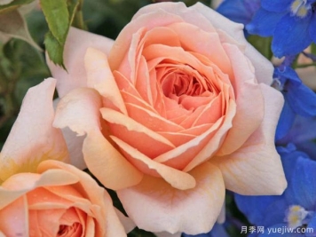 橙玫瑰有哪些含义