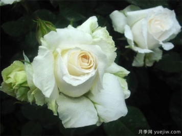 绿色玫瑰有哪些含义