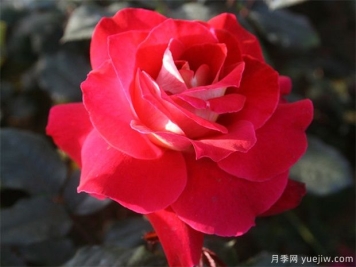 女朋友从外地回来送哪些花