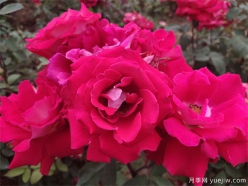 玫瑰花如何修剪