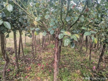 月季入冬怎样修剪？以整形为主